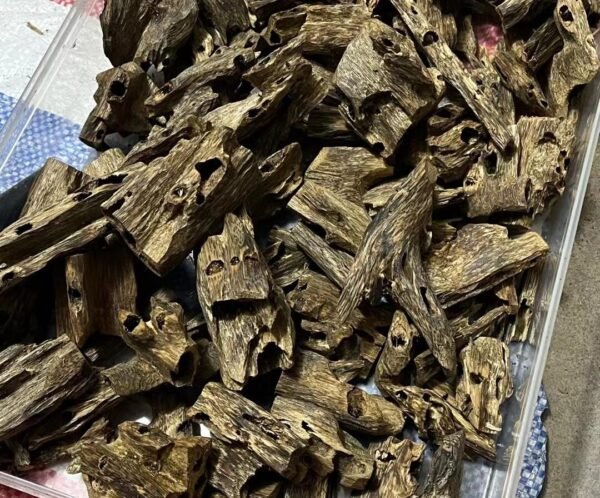 Hainan Aquilaria Sinensis Insect-Damaged Oud