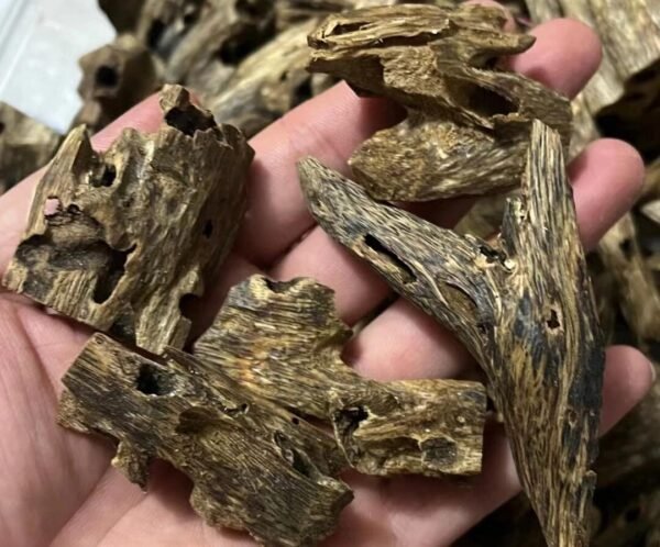 Hainan Aquilaria Sinensis Insect-Damaged Oud