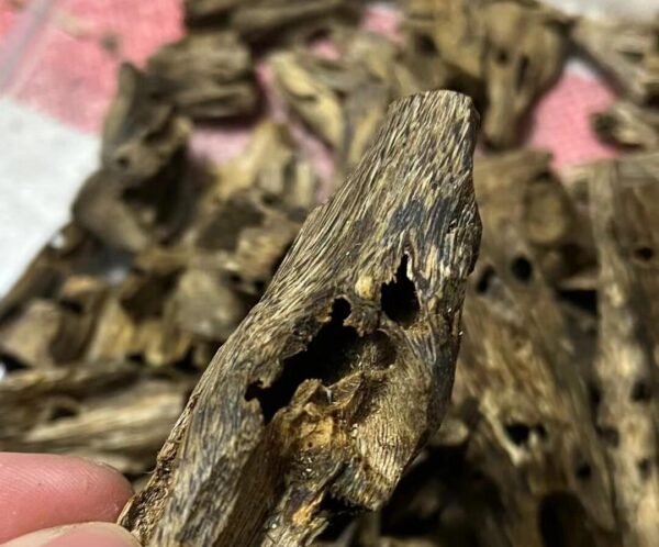 Hainan Aquilaria Sinensis Insect-Damaged Oud