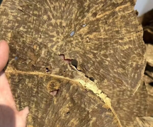 黄板头 (1) Brunei yellow agarwood (Kyara) wood pieces