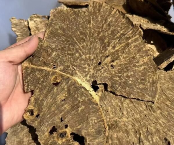 黄板头 (4) Brunei yellow agarwood (Kyara) wood pieces